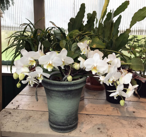 Phalaenopsis Geisha