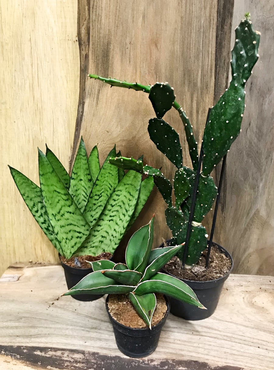 Opuntia tuna, Sansevieria ehrenbergii 'Samurai' och Sansevieria zeylanica