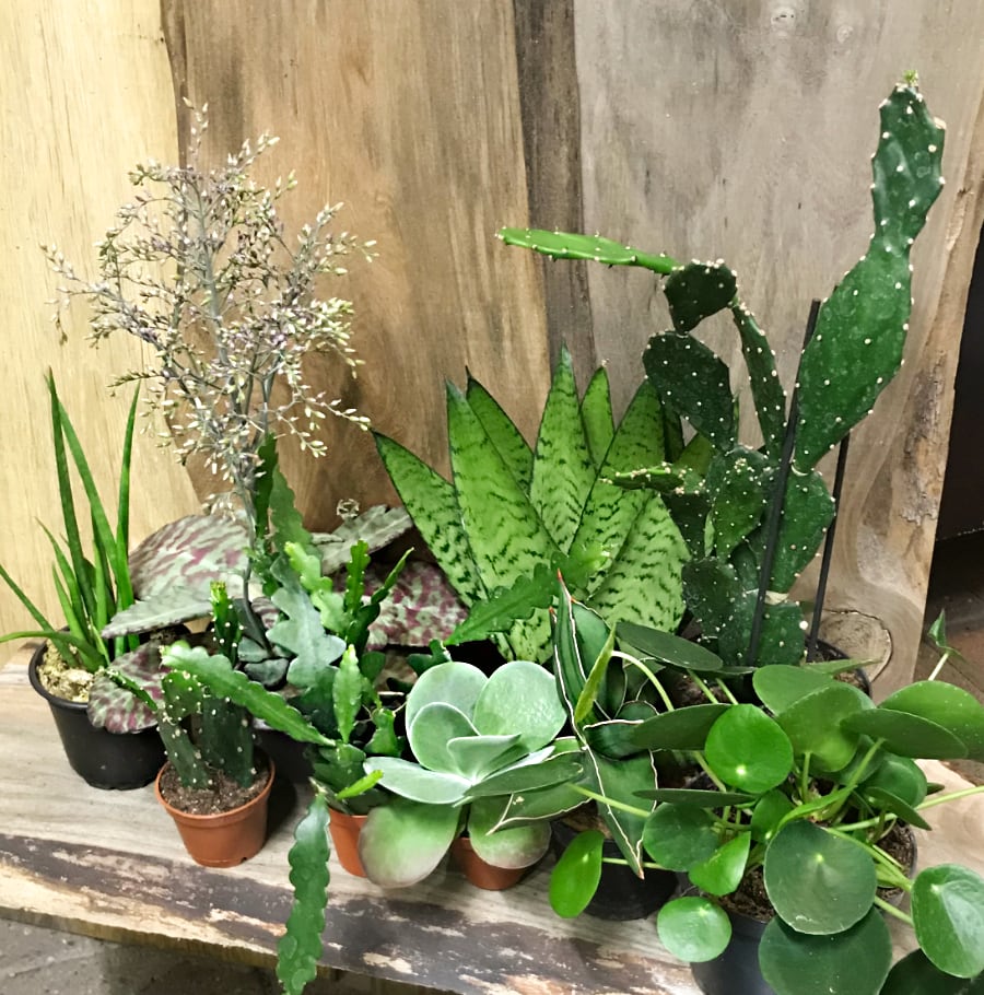 Sansevieria, Opuntia, Kalanchoe och Pilea